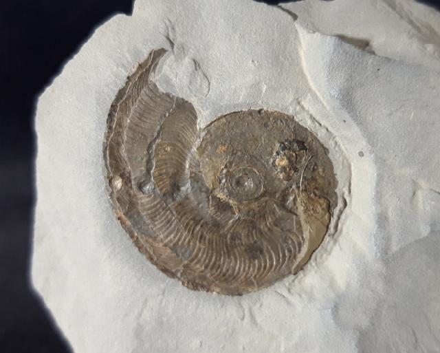 Leioceras opalinum (REINICKE 1818) - Bild © FossNet FossilienStore